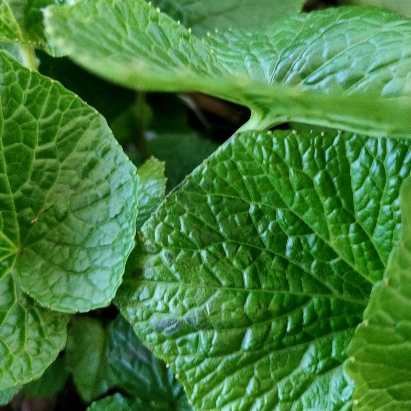 Eutrema japonicum (Wasabi)