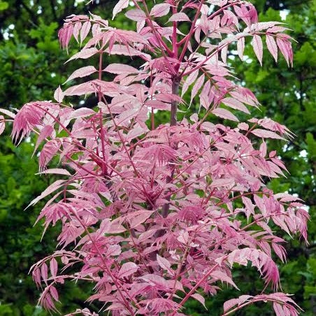 Toona sinensis 'Flamingo' (Chinese Mahogany) Pikirangi