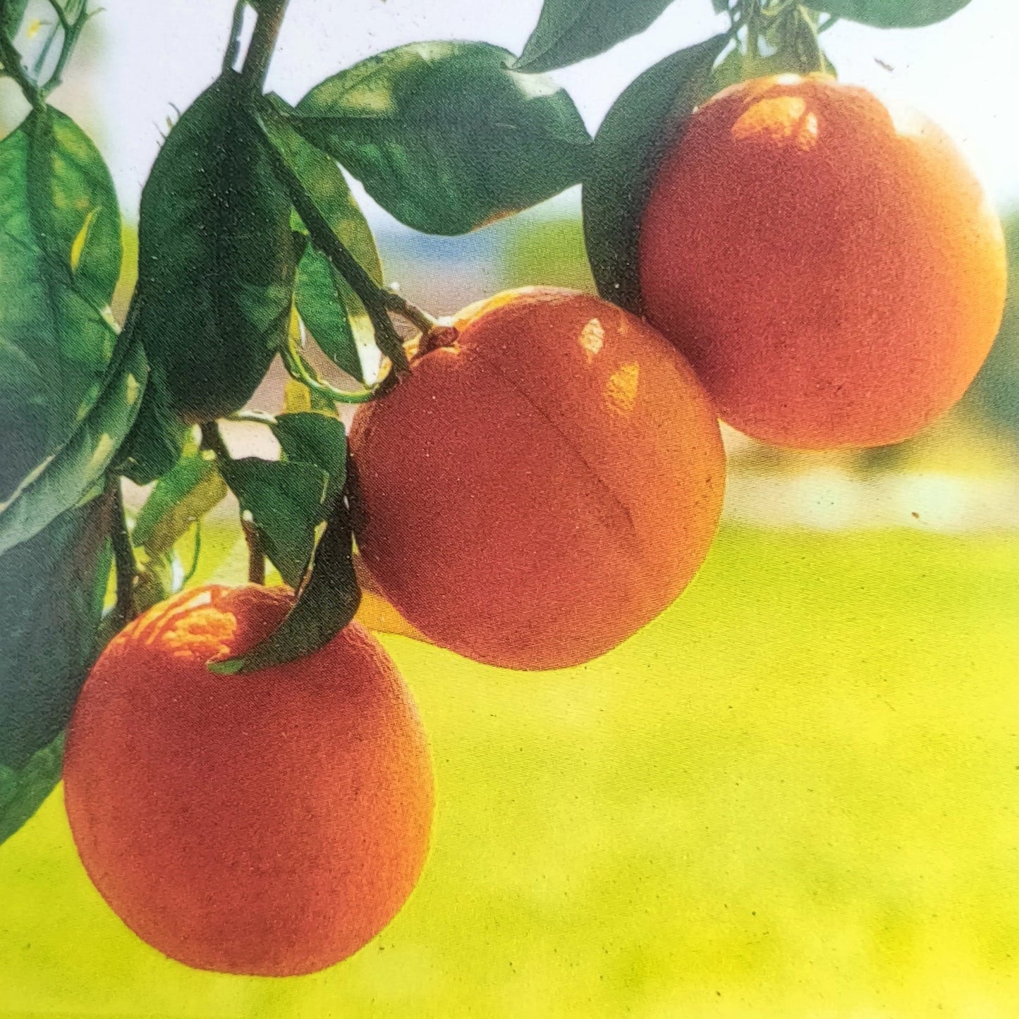 Citrus x sinensis 'Fukumoto' (Orange) Dwarf Pikirangi