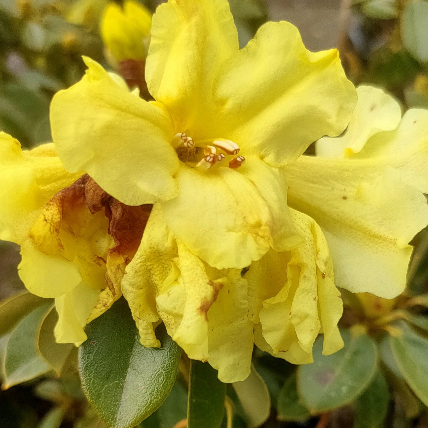 Rhododendron 'Chrysomanicum' S007