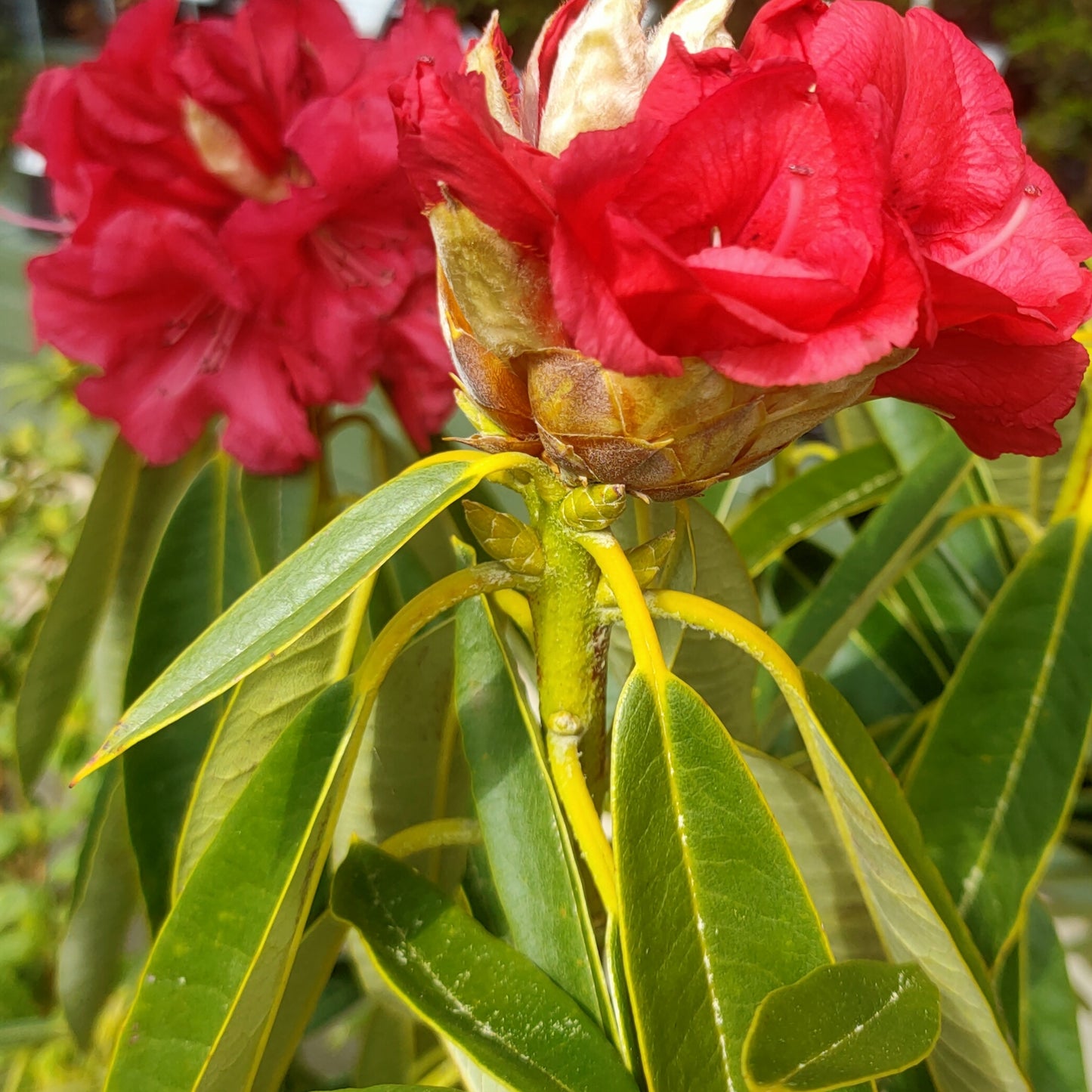 Rhododendron 'Kaponga'