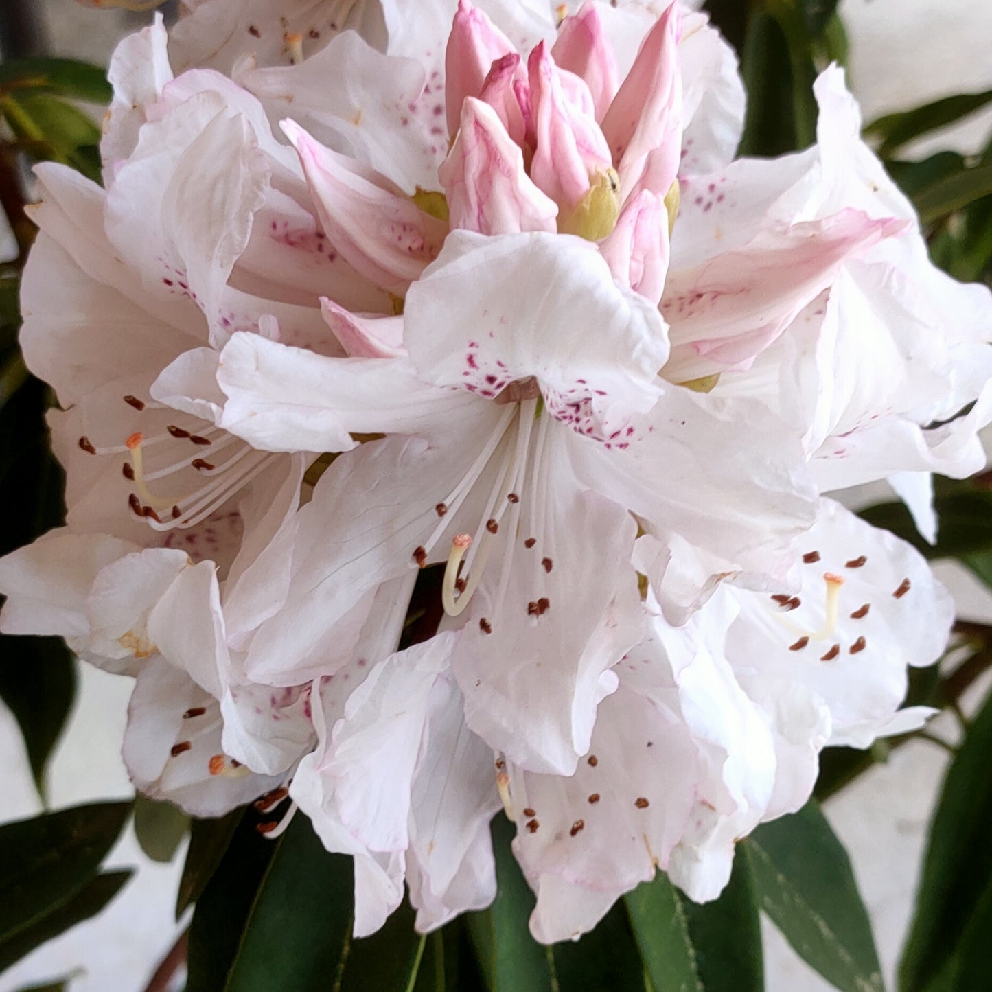 Rhododendron 'Boddaertianum'