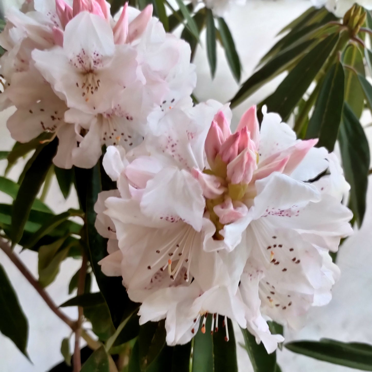 Rhododendron 'Boddaertianum'
