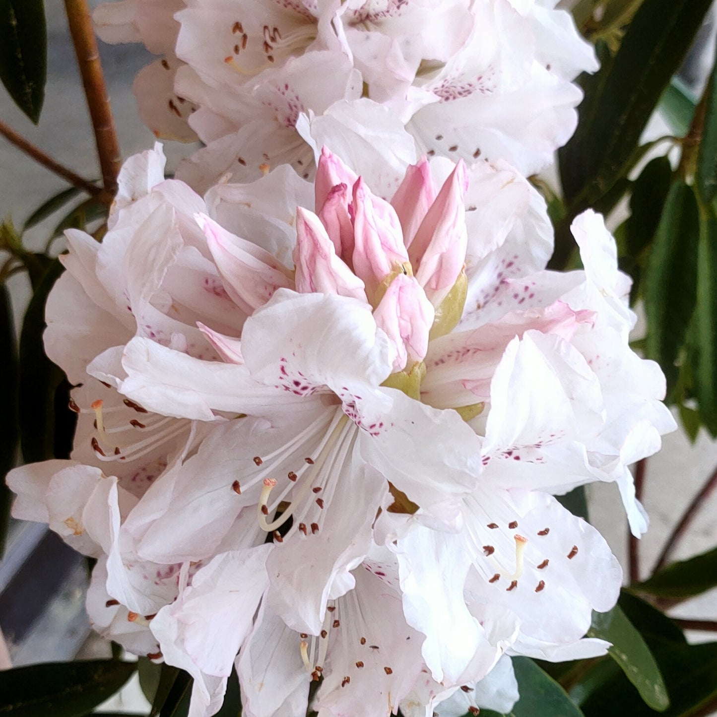 Rhododendron 'Boddaertianum'