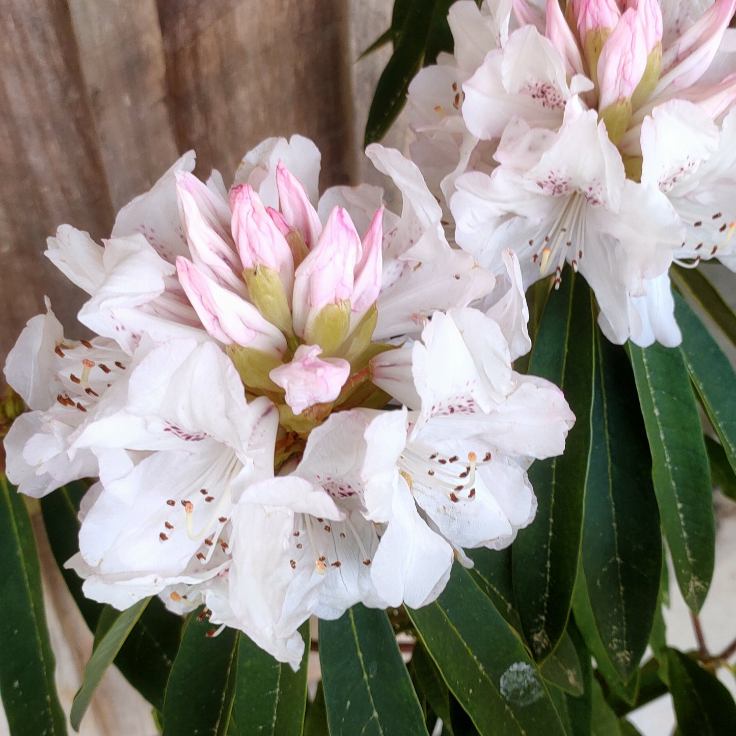 Rhododendron 'Boddaertianum'