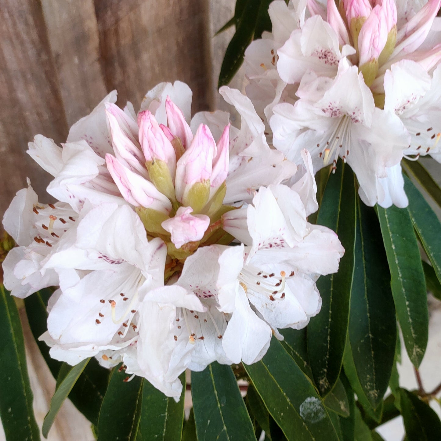 Rhododendron 'Boddaertianum' S007