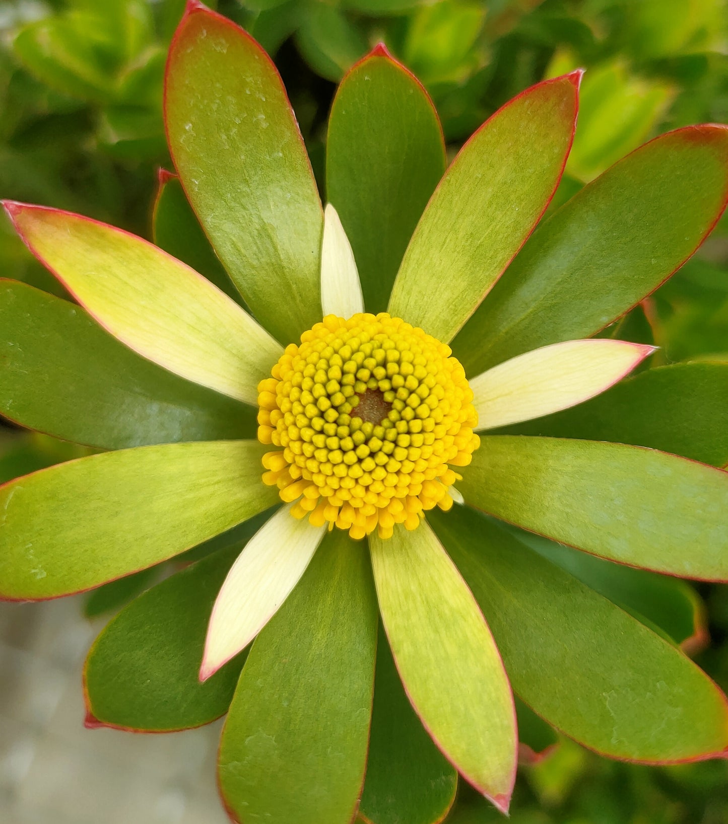 Leucadendron 'Harvest' (Conebush)