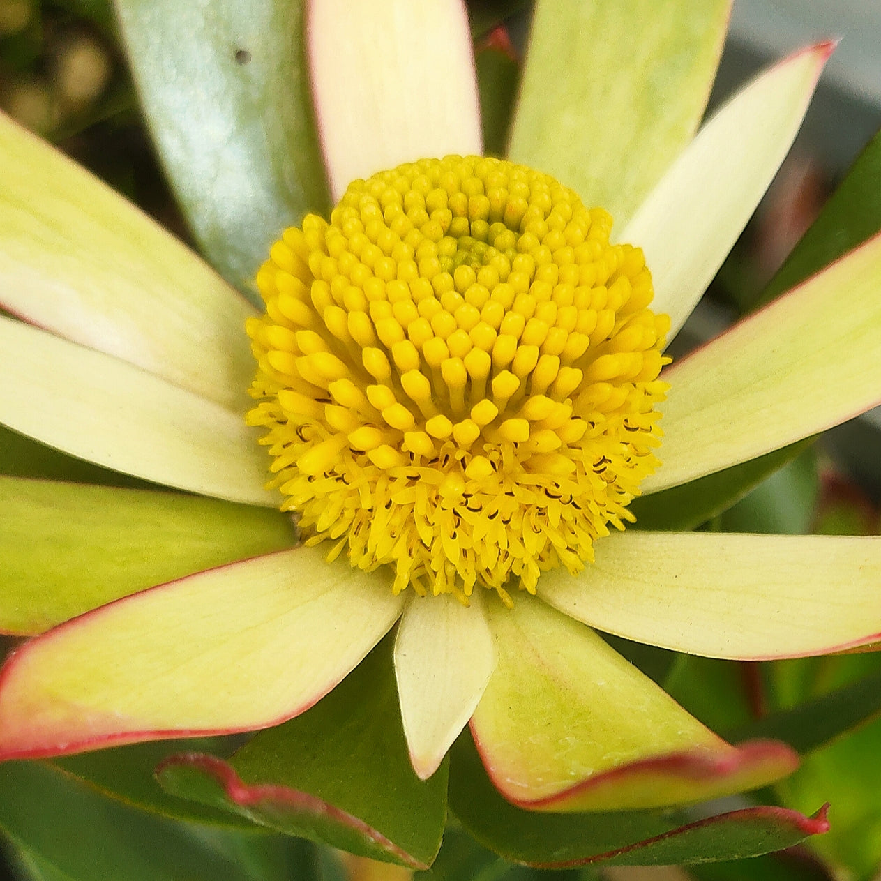 Leucadendron 'Harvest' (Conebush)