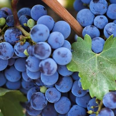 Vitis vinifera x labrusca 'NY Muscat' (Grape) Pikirangi