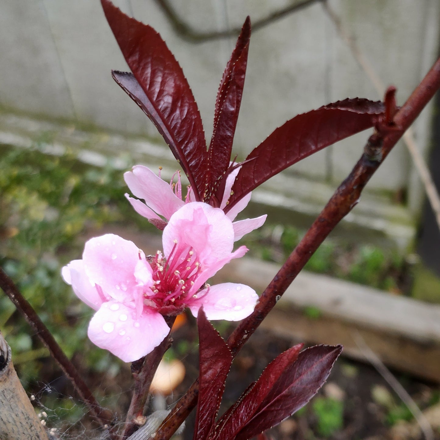Prunus persica 'Mabel' (Nectarine)