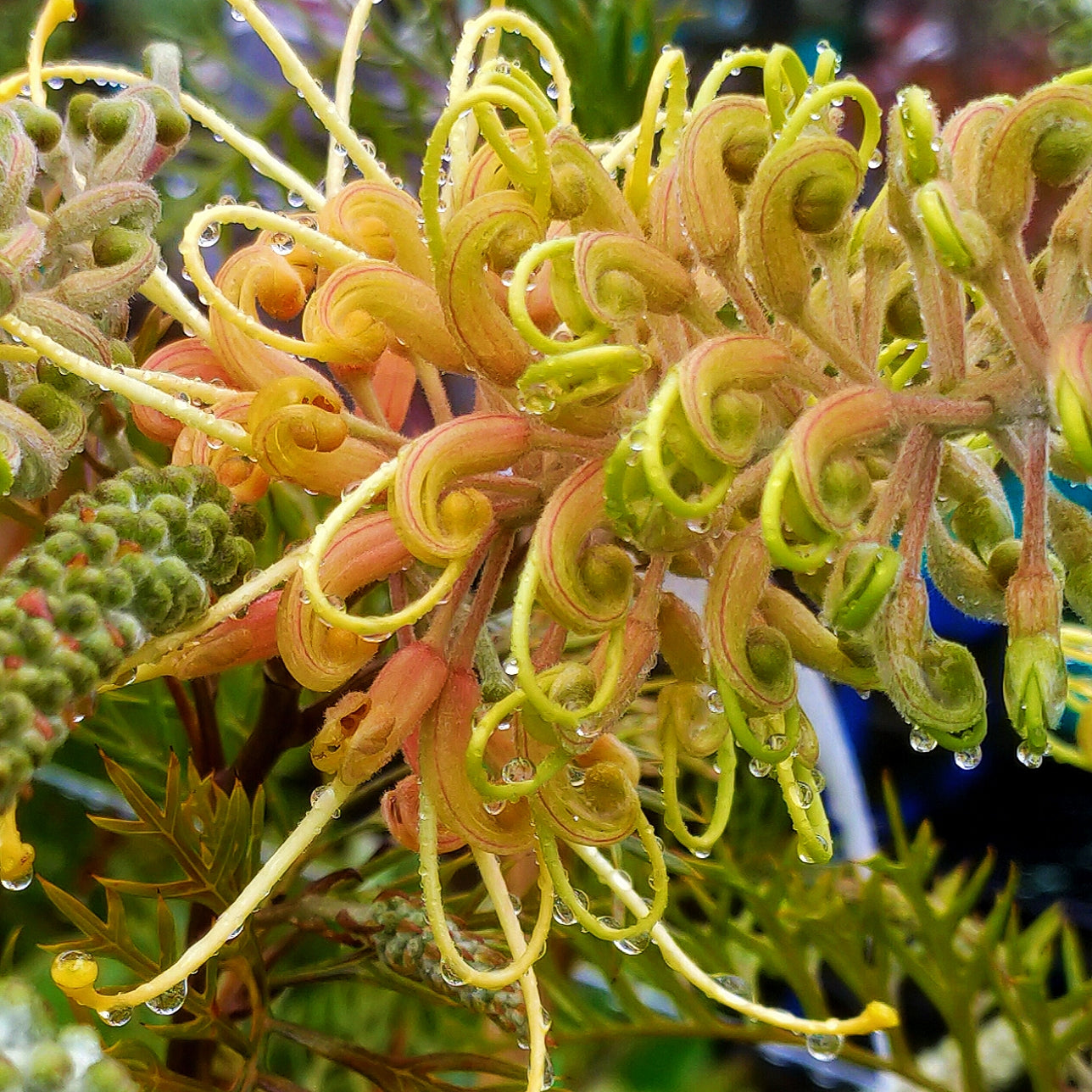 Grevillea 'Cream Passion' (Spider Flower)
