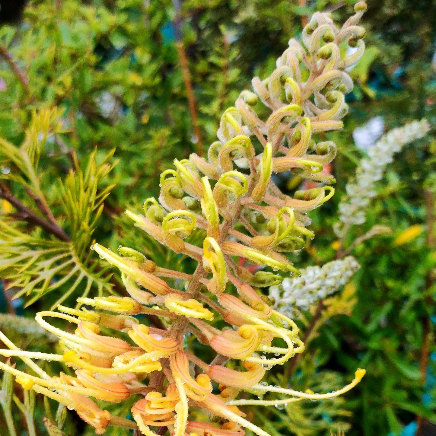 Grevillea 'Cream Passion' PVR (Spider Flower) S007