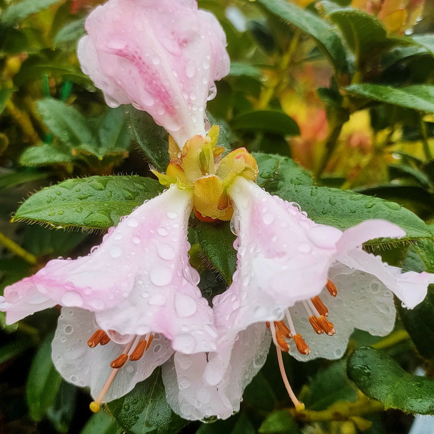 Rhododendron 'Cilpinense' S007
