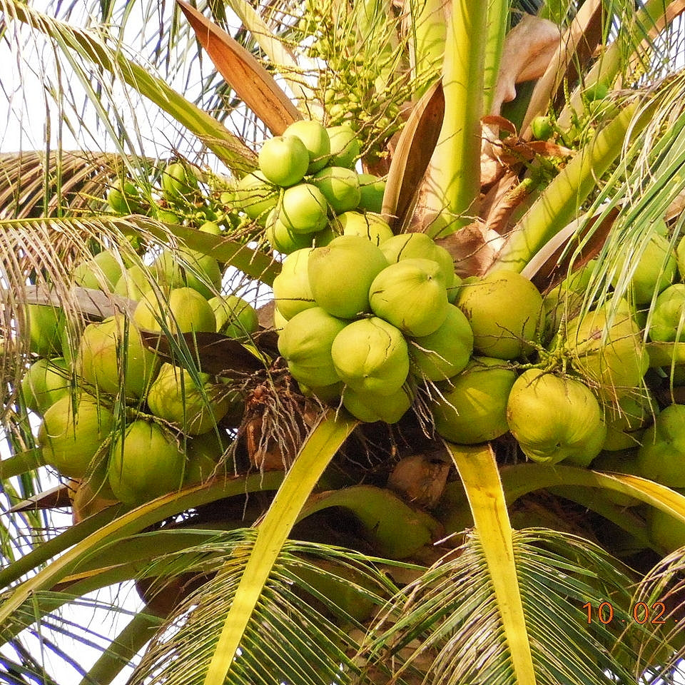 Cocos nucifera (Coconut) Pikirangi