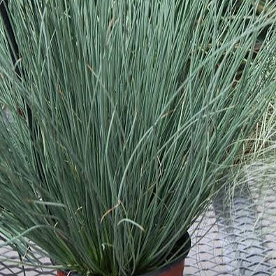 Juncus tenuis 'Blue Dart' (Slender Rush) Pikirangi