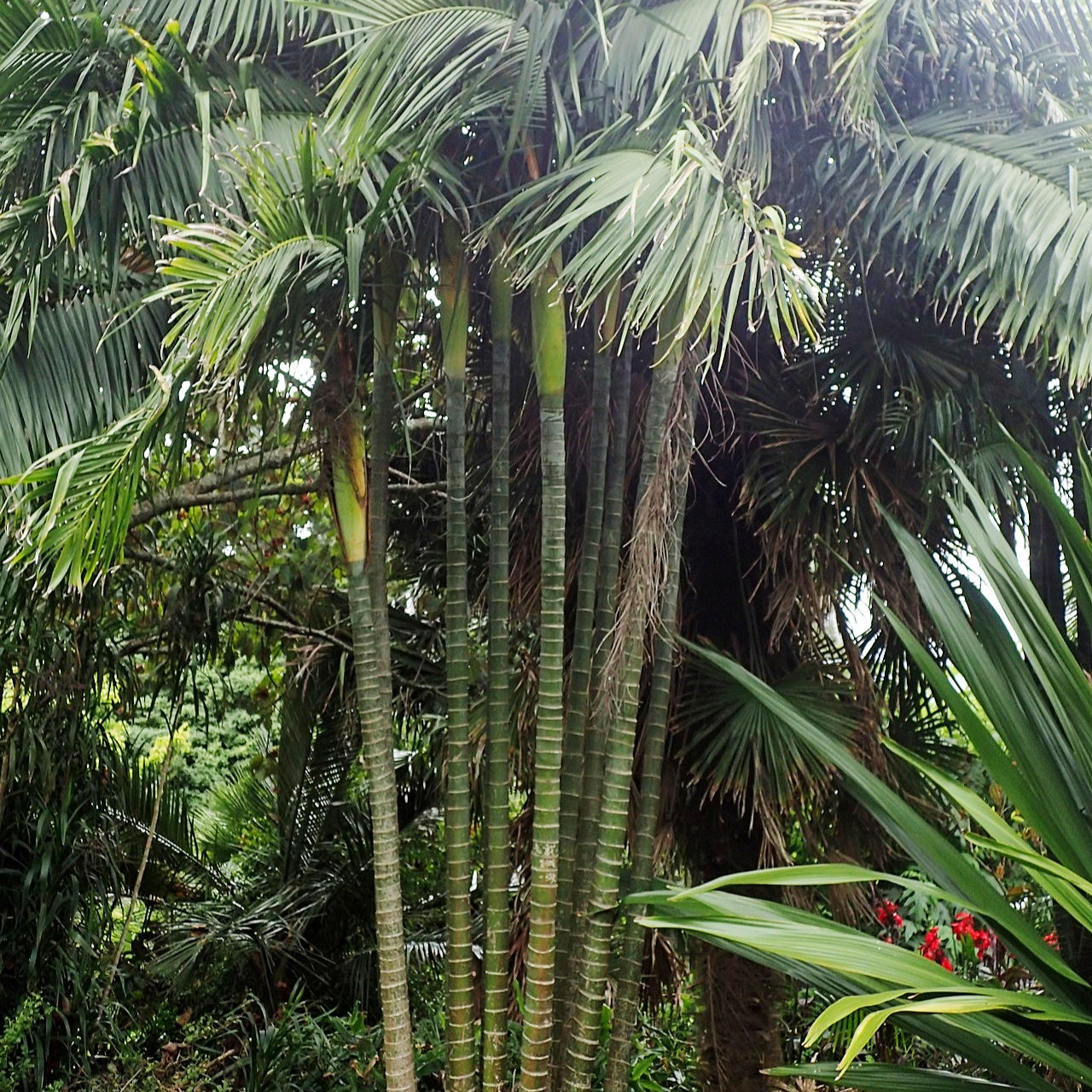Dypsis baronii (Sugarcane Palm)