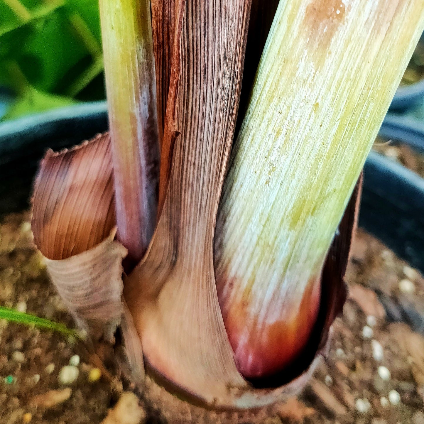 Dypsis baronii (Sugarcane Palm) Pikirangi