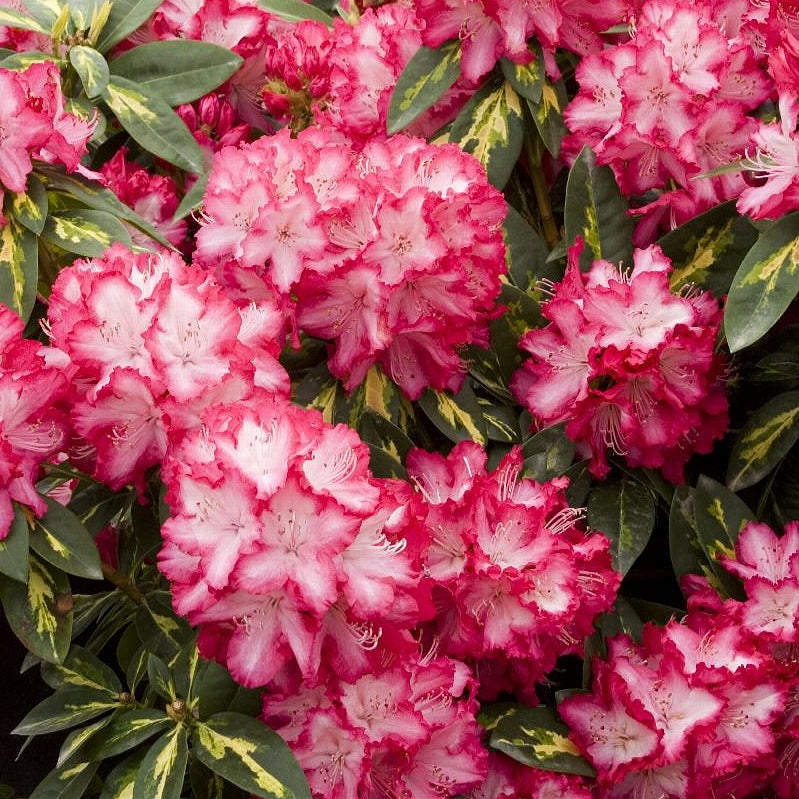 Rhododendron 'President Roosevelt' S007