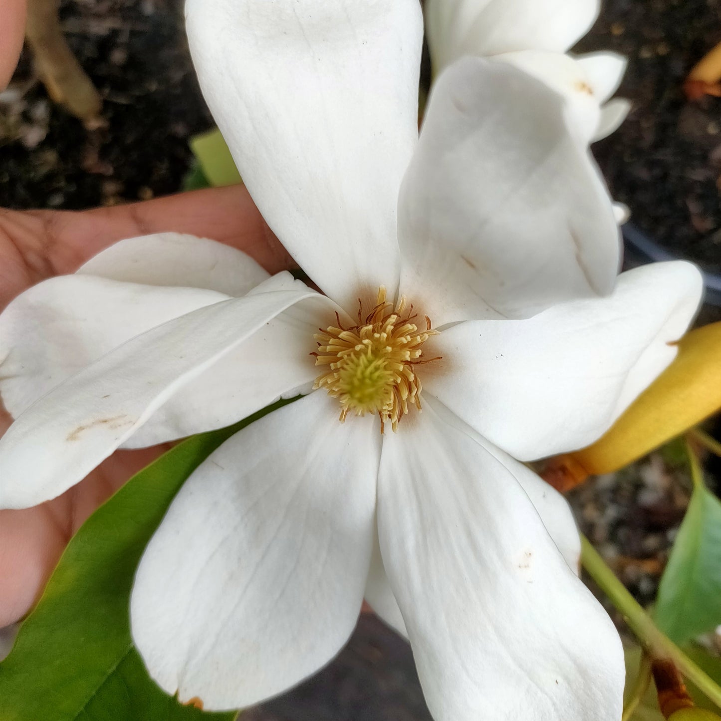 Magnolia 'Lemon Fragrant' PVR S002