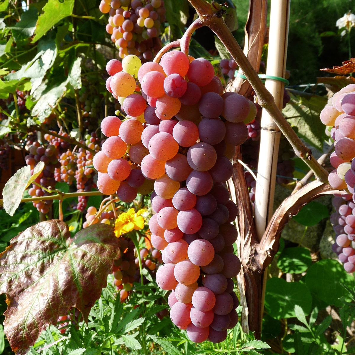 Vitis vinifera 'Canadice Seedless' (Grape) Pikirangi