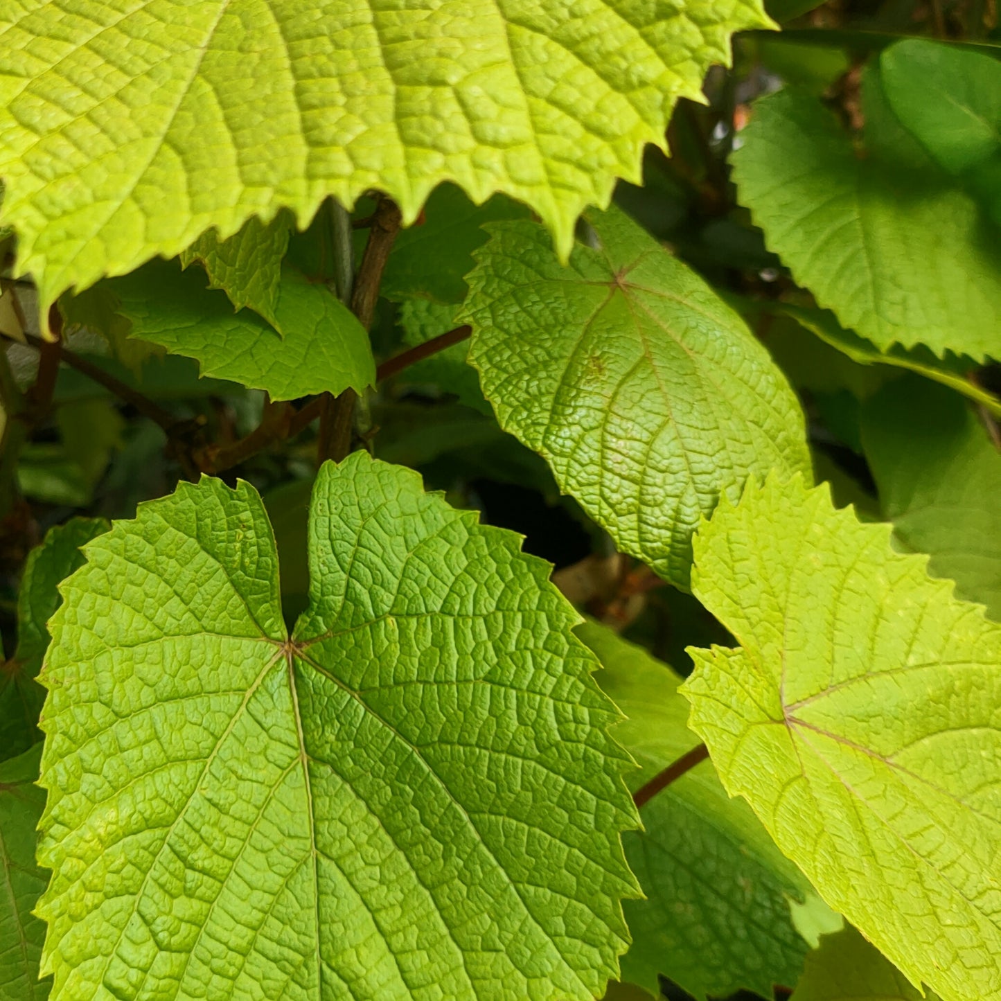 Vitis coignetiae (Crimson Glory Vine)