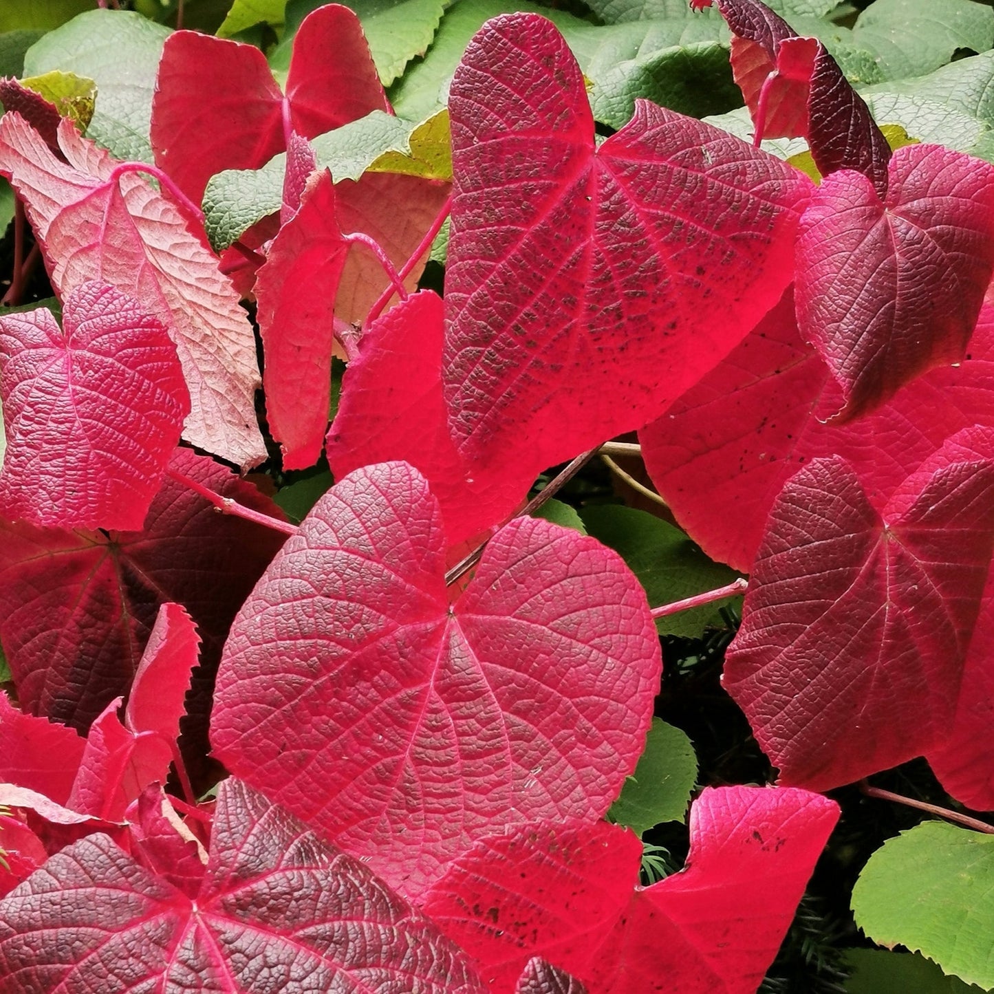 Vitis coignetiae (Crimson Glory Vine)