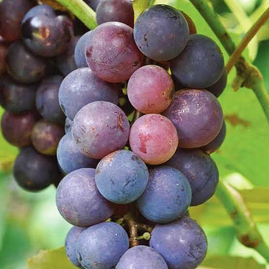 Vitis labrusca x vinifera 'Albany Surprise' (Grape) Pikirangi