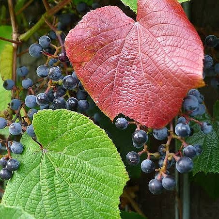 Vitis coignetiae (Crimson Glory Vine)