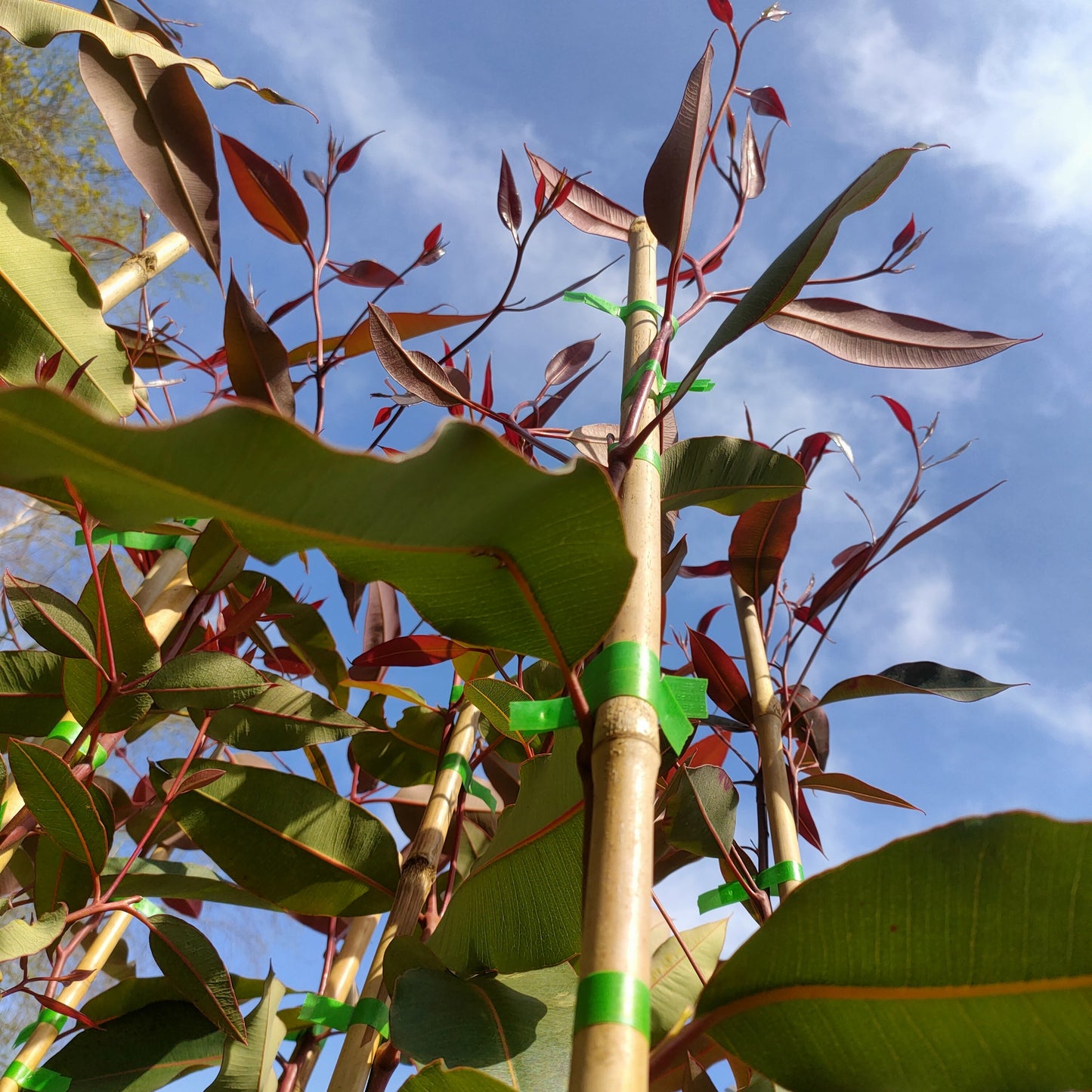 Corymbia ficifolia (Red Flowering Gum) Pikirangi