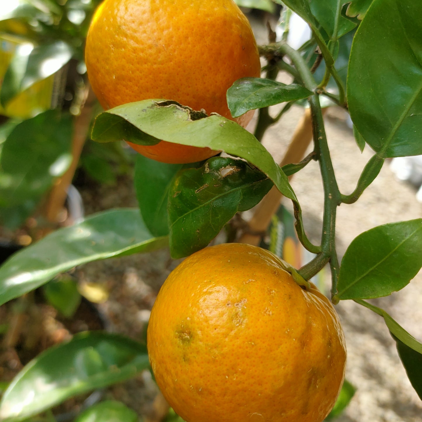 Citrus Γ tangelo 'Seminole' (Tangelo)