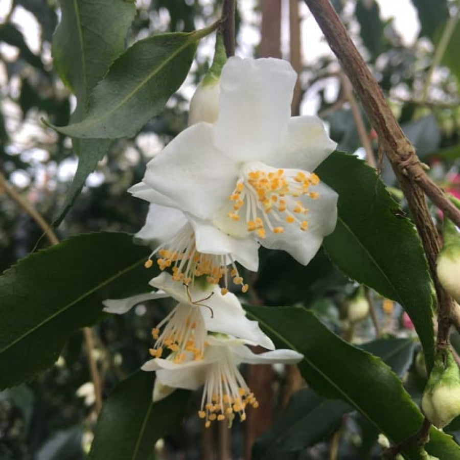 Camellia tsaii (Tea Oil Camellia) Pikirangi