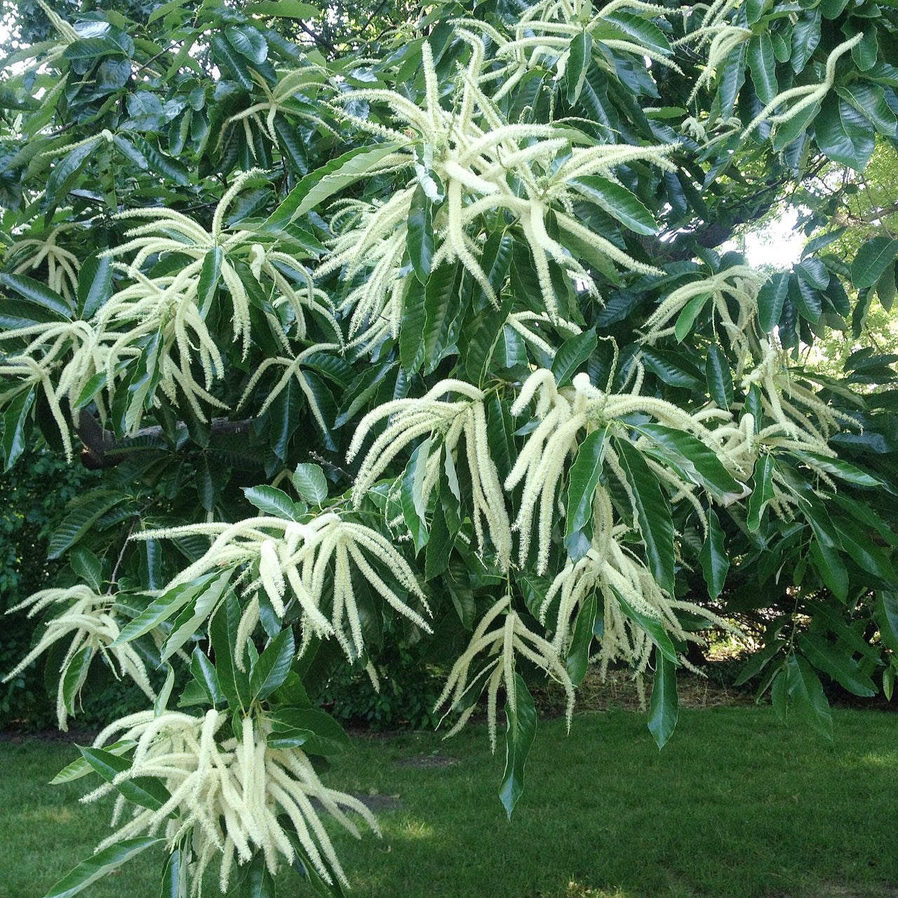 Castanea mollissima (Chinese Chestnut) Pikirangi