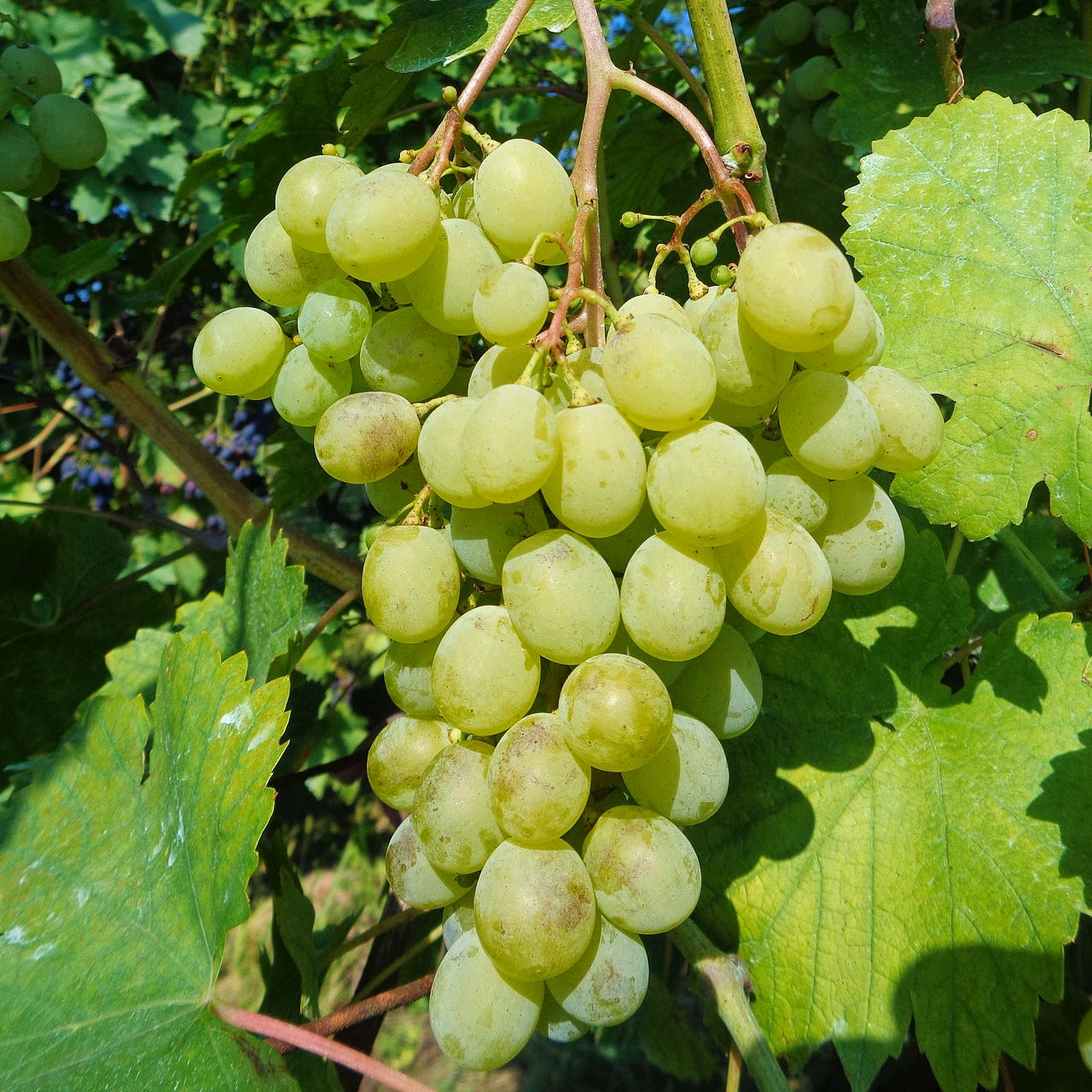Vitis vinifera ssp. sativa 'July Muscat' (Grape) Pikirangi