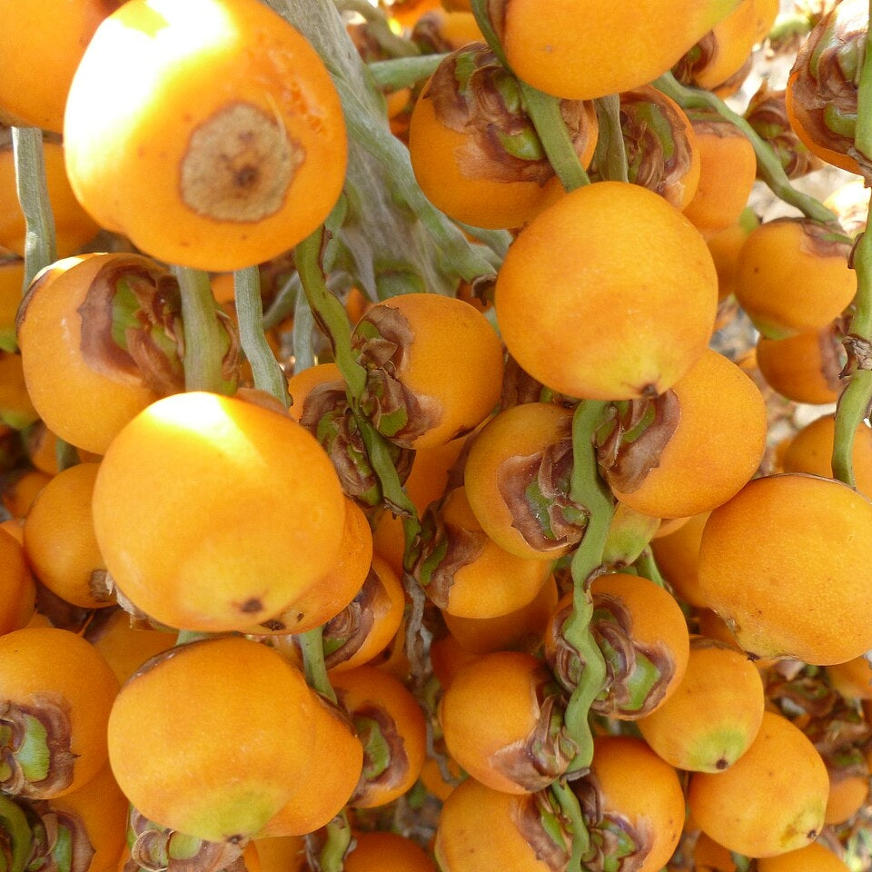 Butia capita (Jelly Palm)
