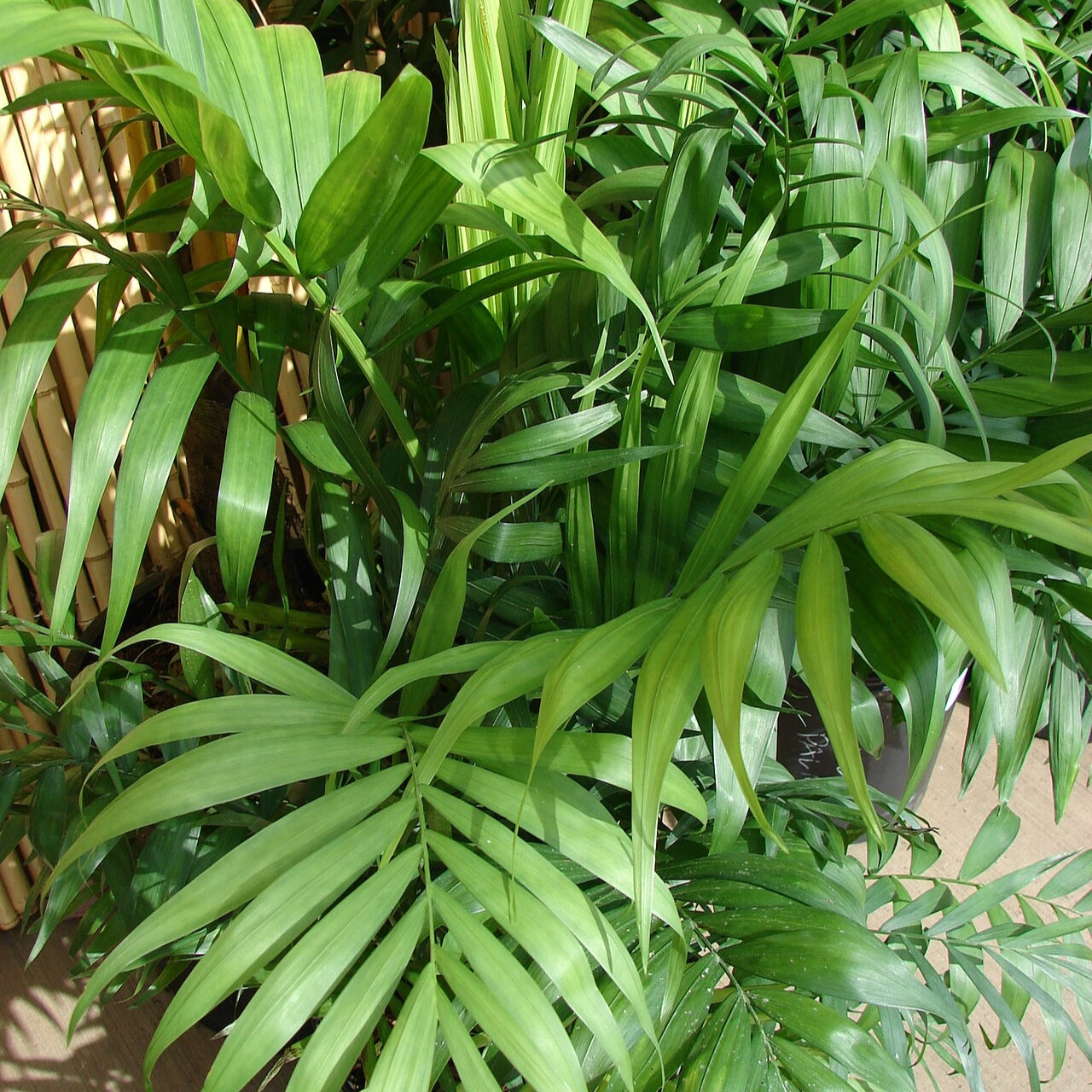 Chamaedorea elegans (Parlour Palm) Pikirangi