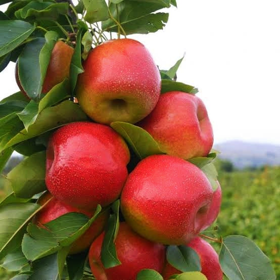 Pyrus x bretschneideri 'Reddy Robin' (Nashi Pear, Papple) PVR