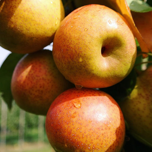 Pyrus x bretschneideri 'Reddy Robin' (Nashi Pear, Papple) PVR Pikirangi