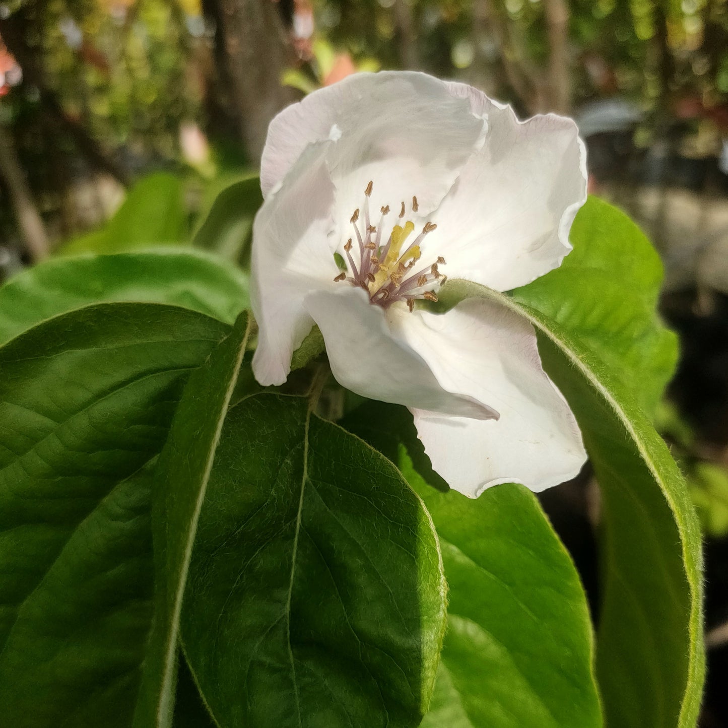 Cydonia oblonga 'Taihape' (Quince) Pikirangi
