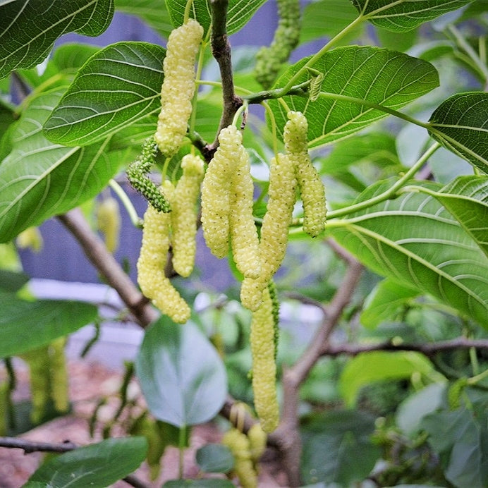 Morus macroura 'Apricot' (King White Mulberry) Pikirangi