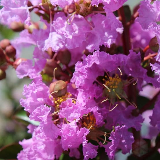 Lagerstroemia indica 'Souvenir d'Hubert Puard' (Crepe Myrtle) Pikirangi