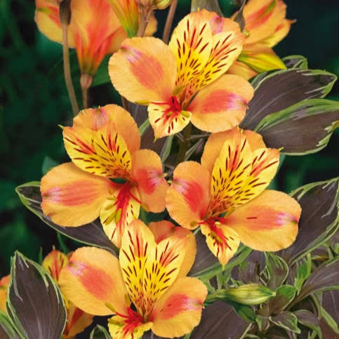 Alstroemeria x aurea 'Summer Breeze' (Peruvian Lily) Pikirangi