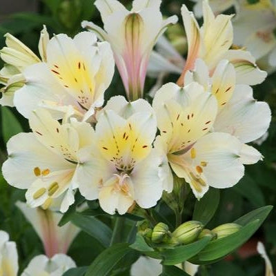 Alstroemeria x aurea 'Summer Sky' (Peruvian Lily) Pikirangi