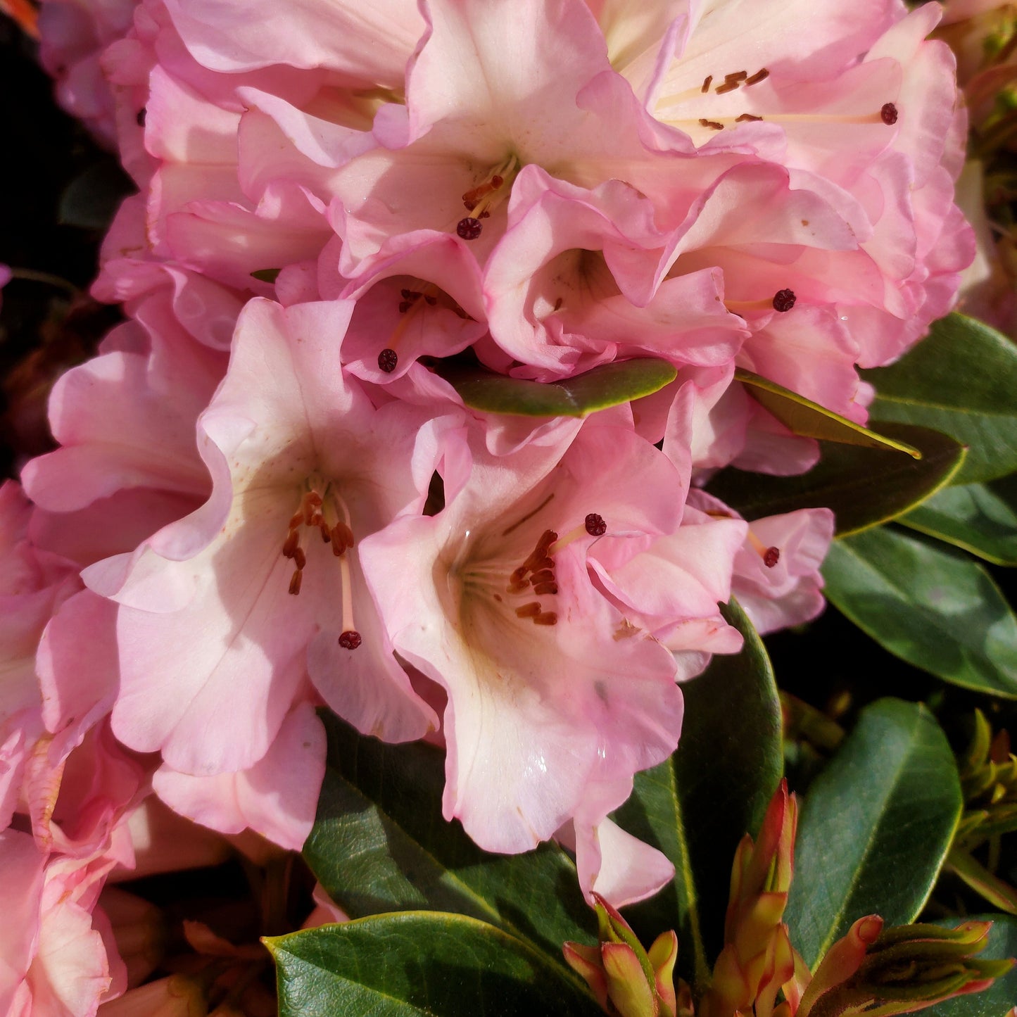 Rhododendron 'Bruce Brechtbill' S007