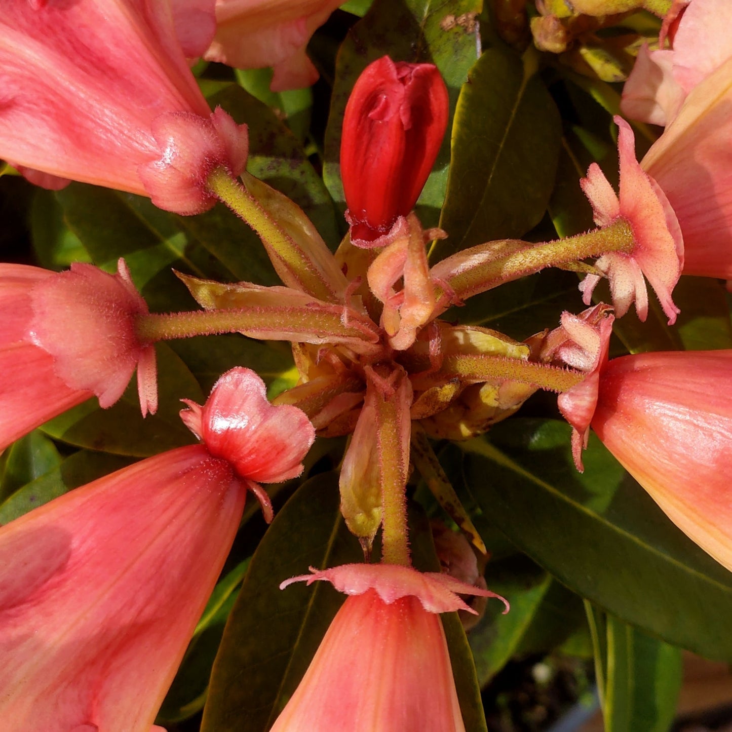 Rhododendron 'Jingle Bells' S007