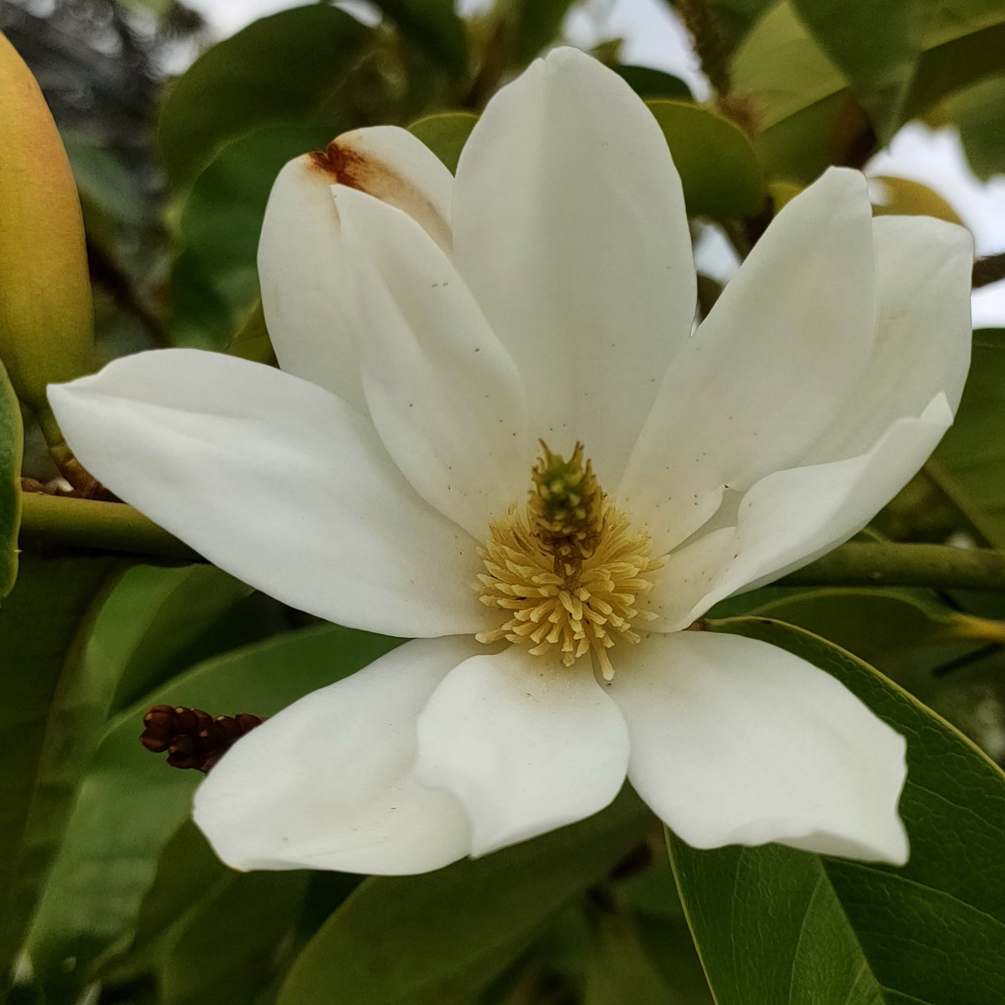 Magnolia 'Royal White' S002