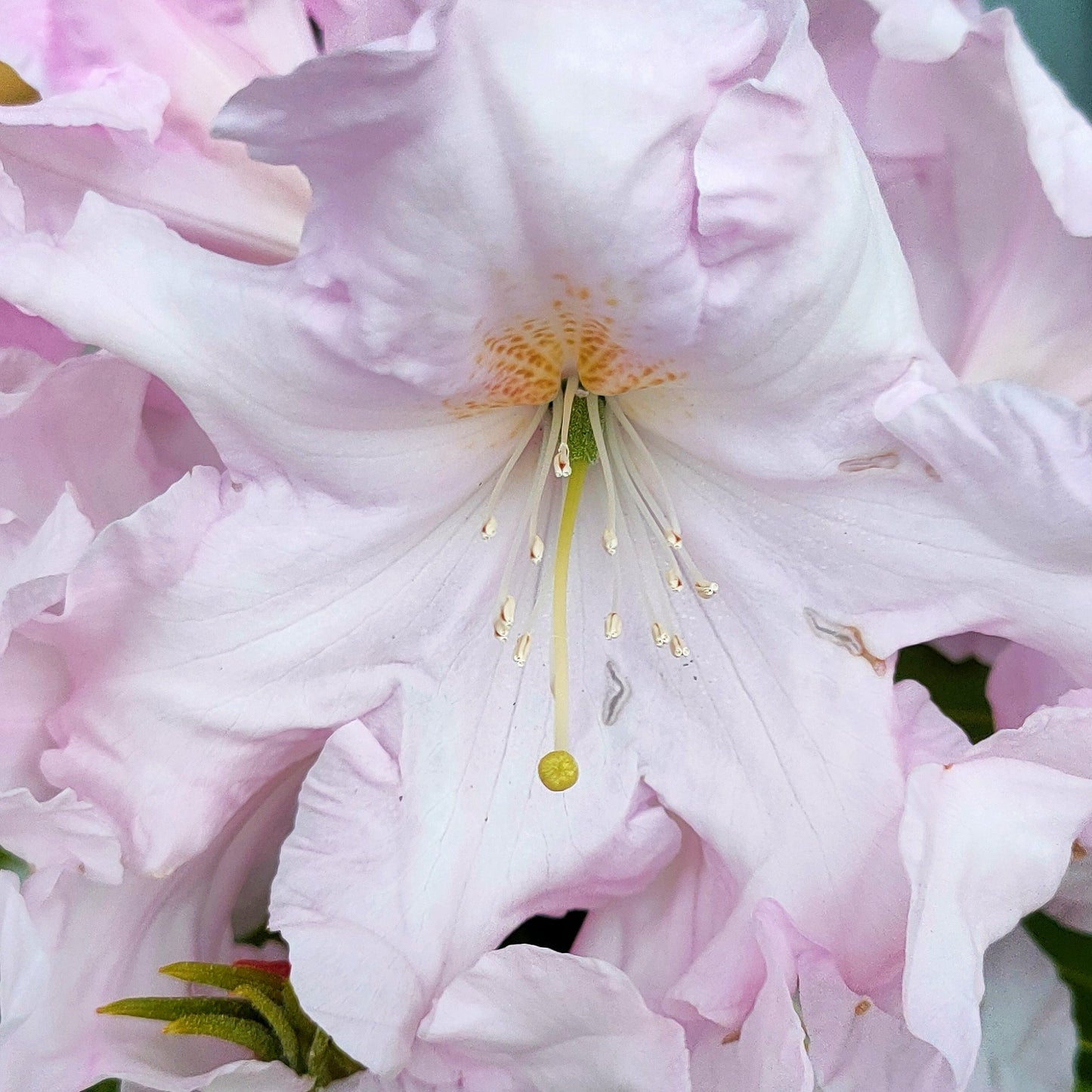 Rhododendron 'Van Dec' S007