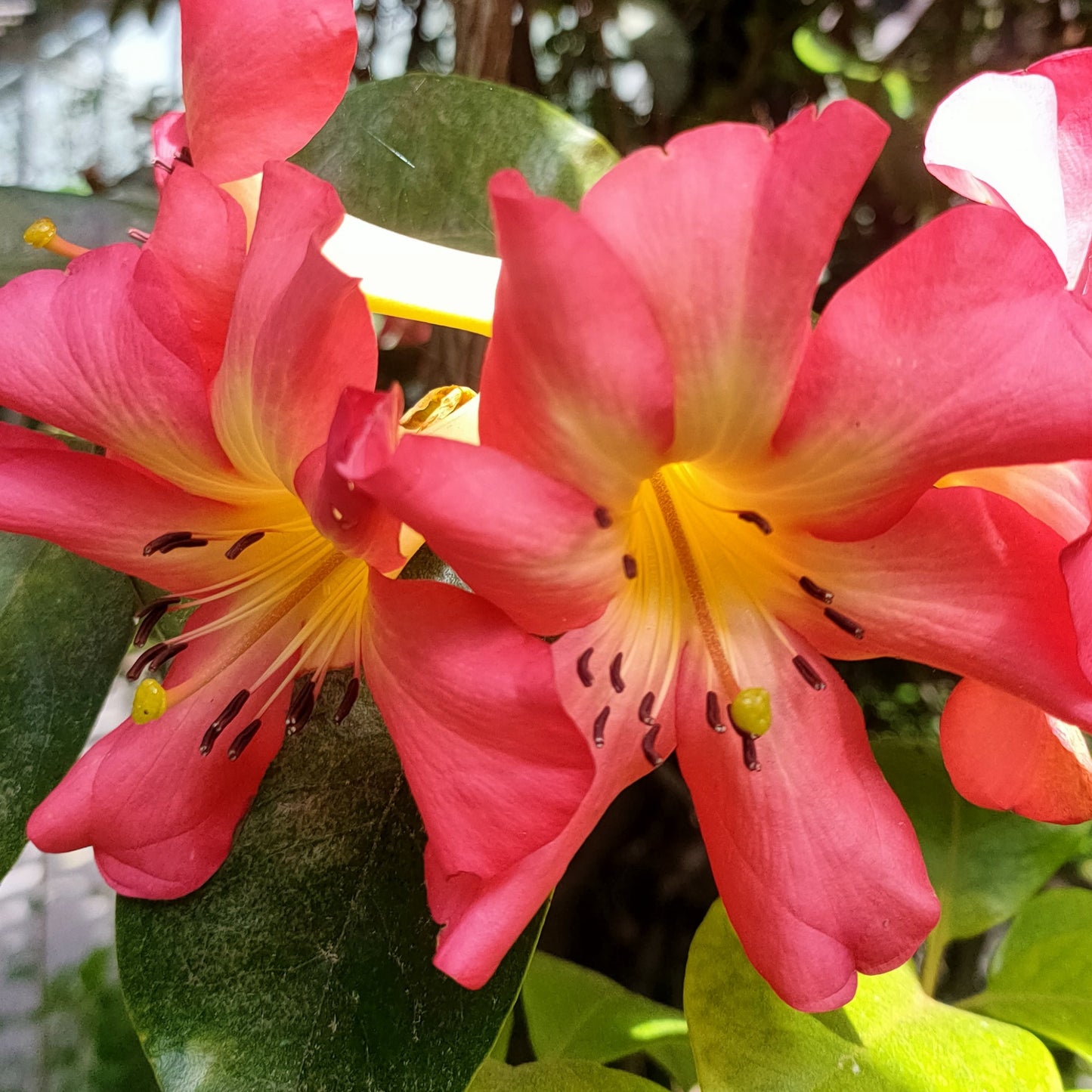 Rhododendron 'Satan's Gift' (Vireya) Pikirangi