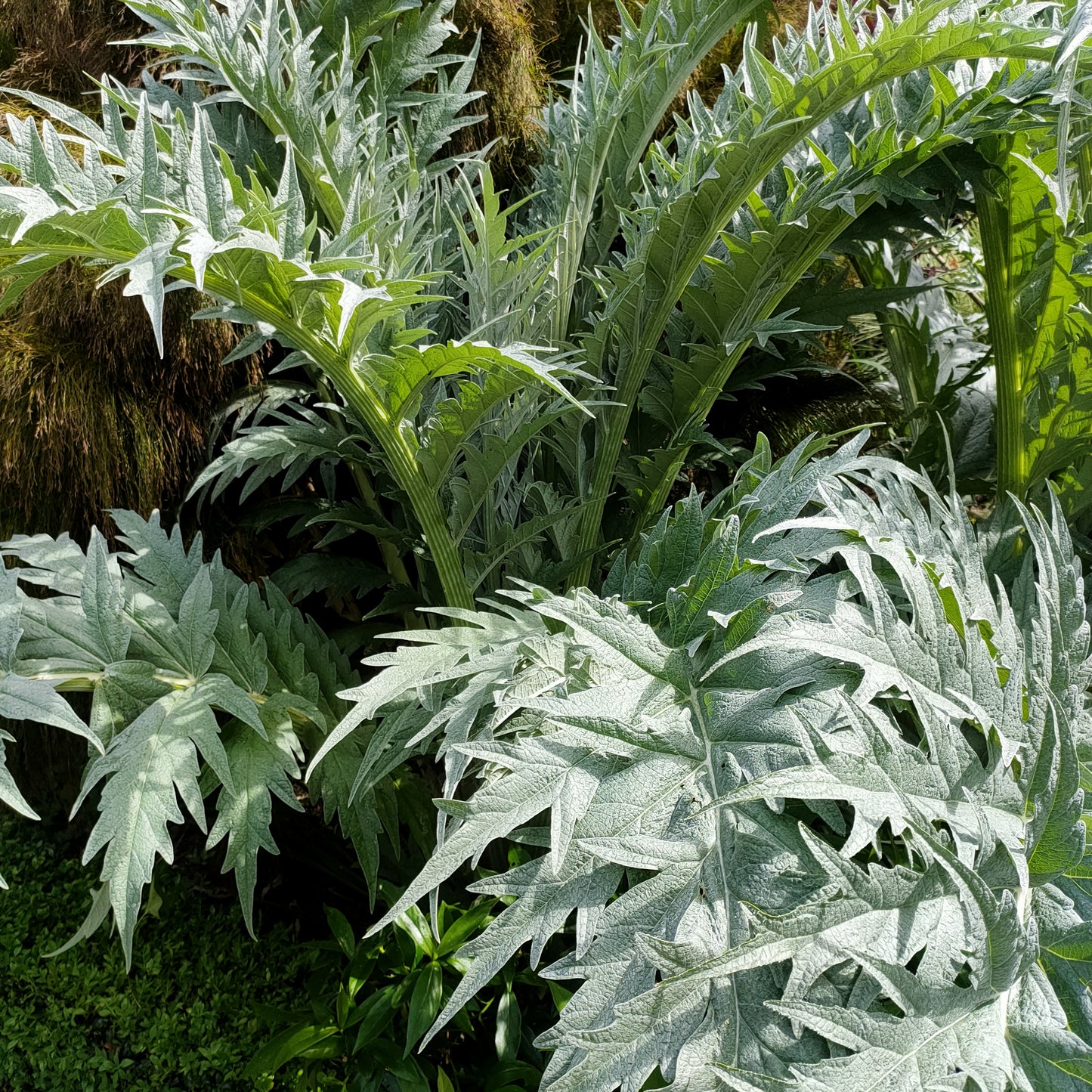 Cynara cardunculus (Cardoon)
