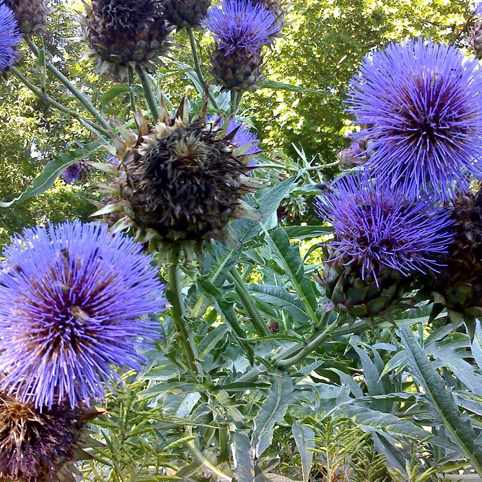 Cynara cardunculus (Cardoon)