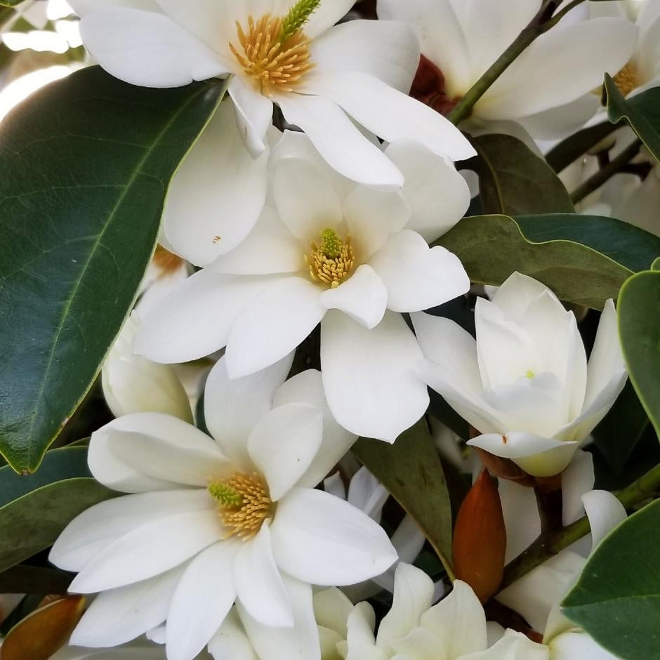Magnolia yunnanensis S002